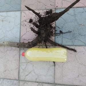 Copac de Paulownia de 2 ani