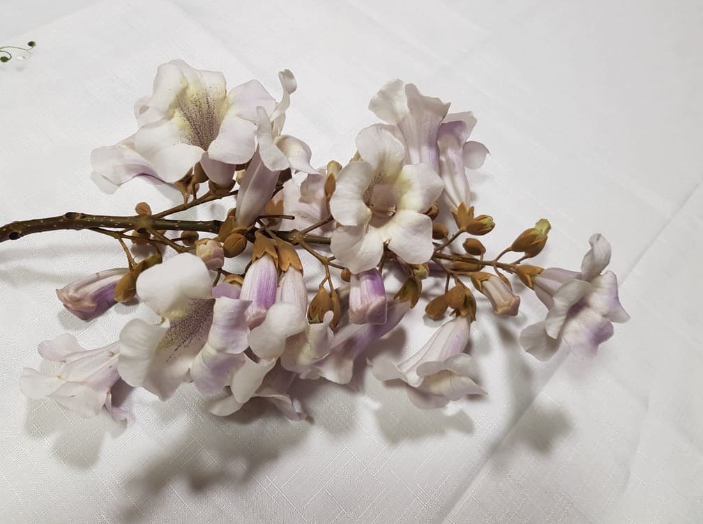 Flori ale arborelui de Paulownia