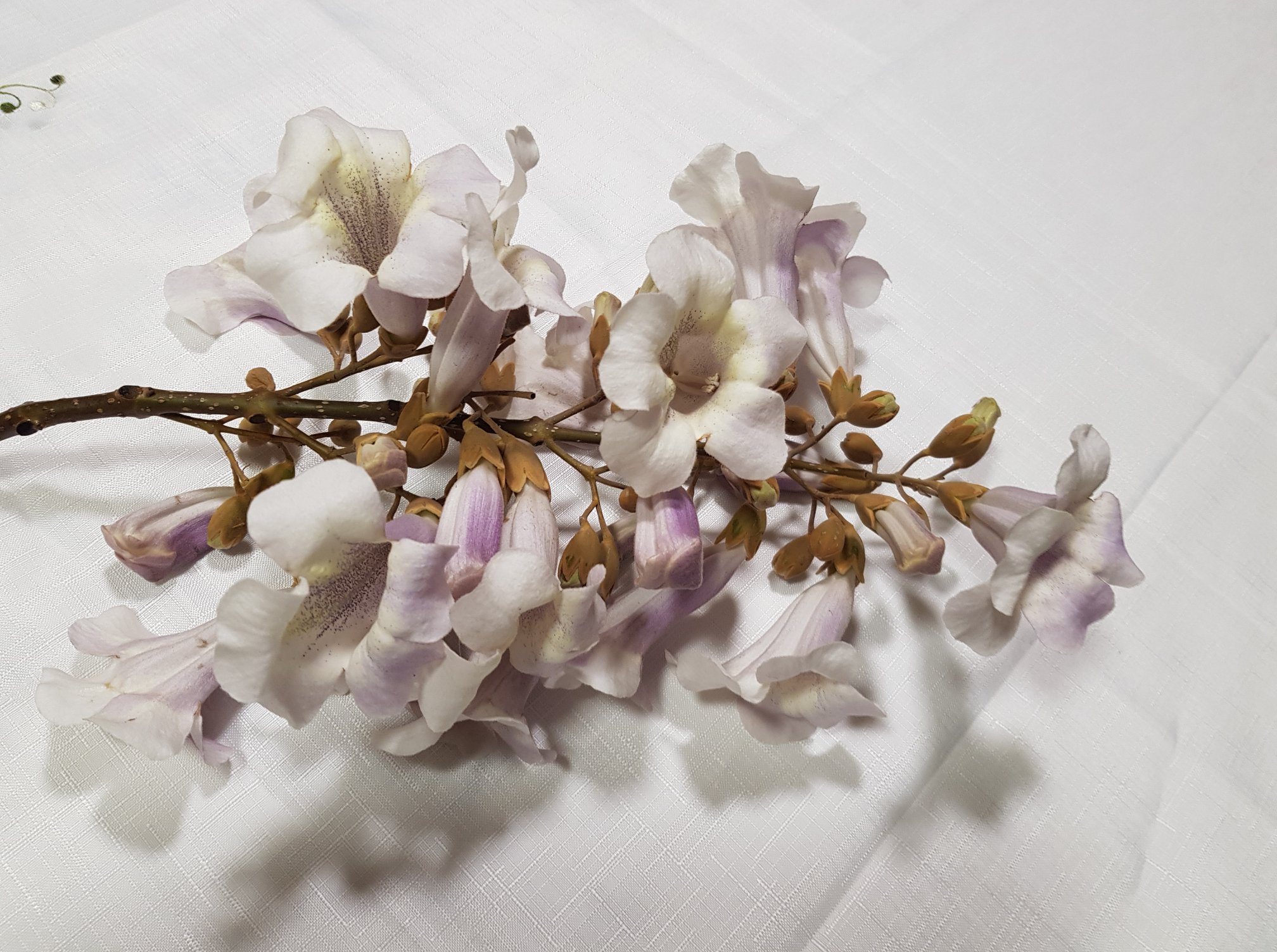Copac de Paulownia de 2 ani - imagine 5