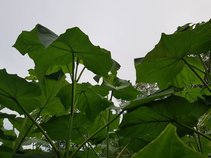 Paulownia Tomentosa