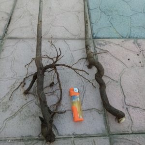 Copac Paulownia de anul 0