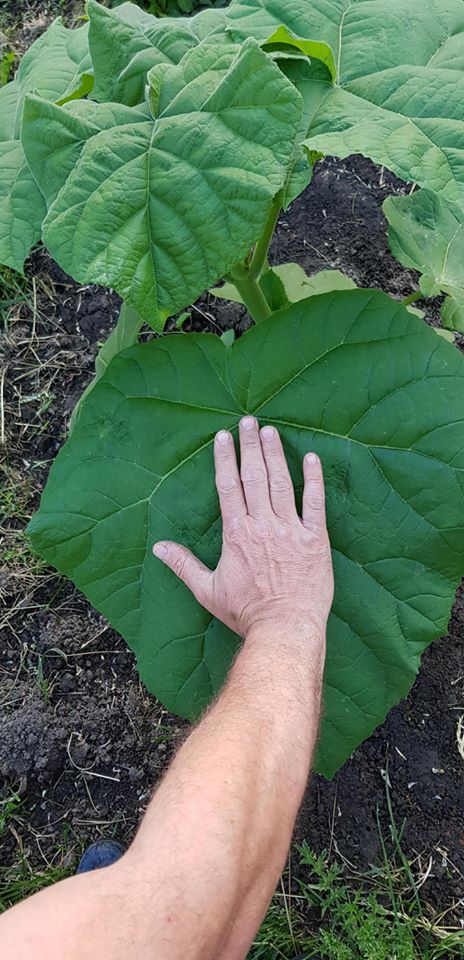 Frunza de Paulownia