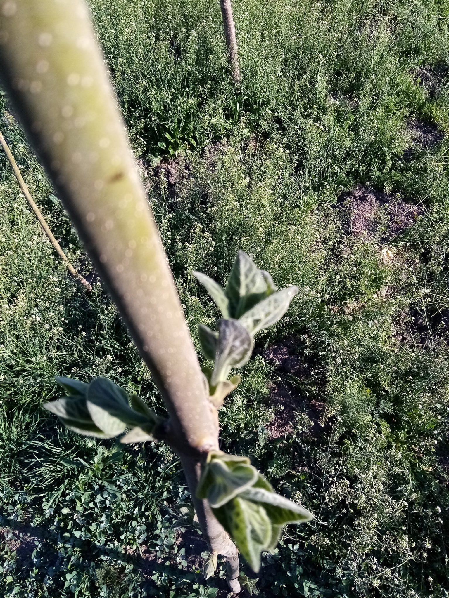 Paulownia Tomentosa Trifolia
