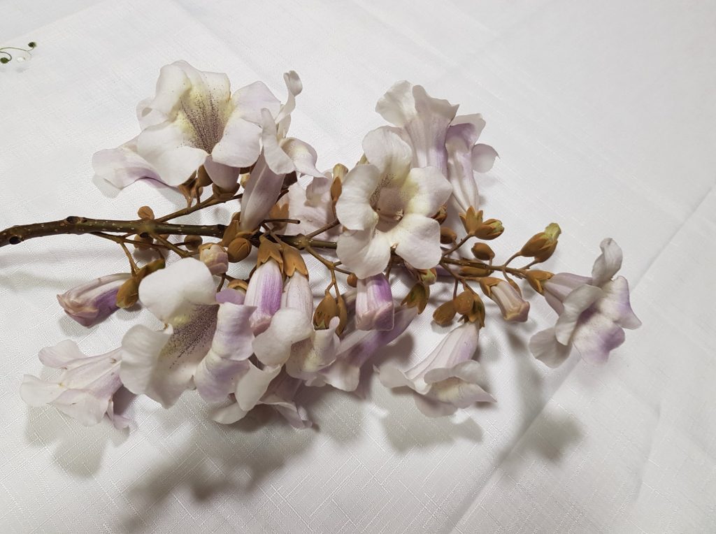 Flori de Paulownia Tomentosa