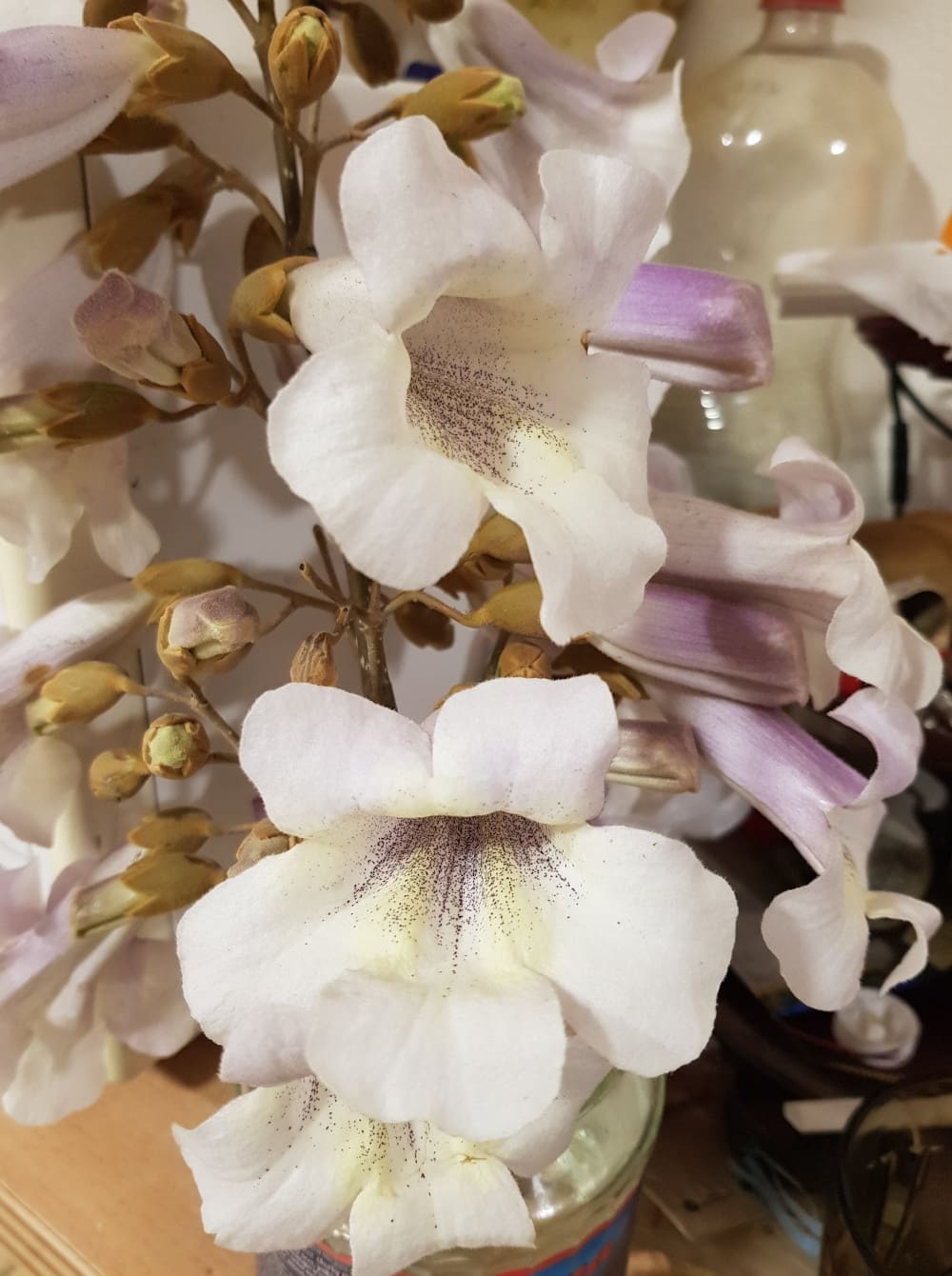 flori de Paulownia