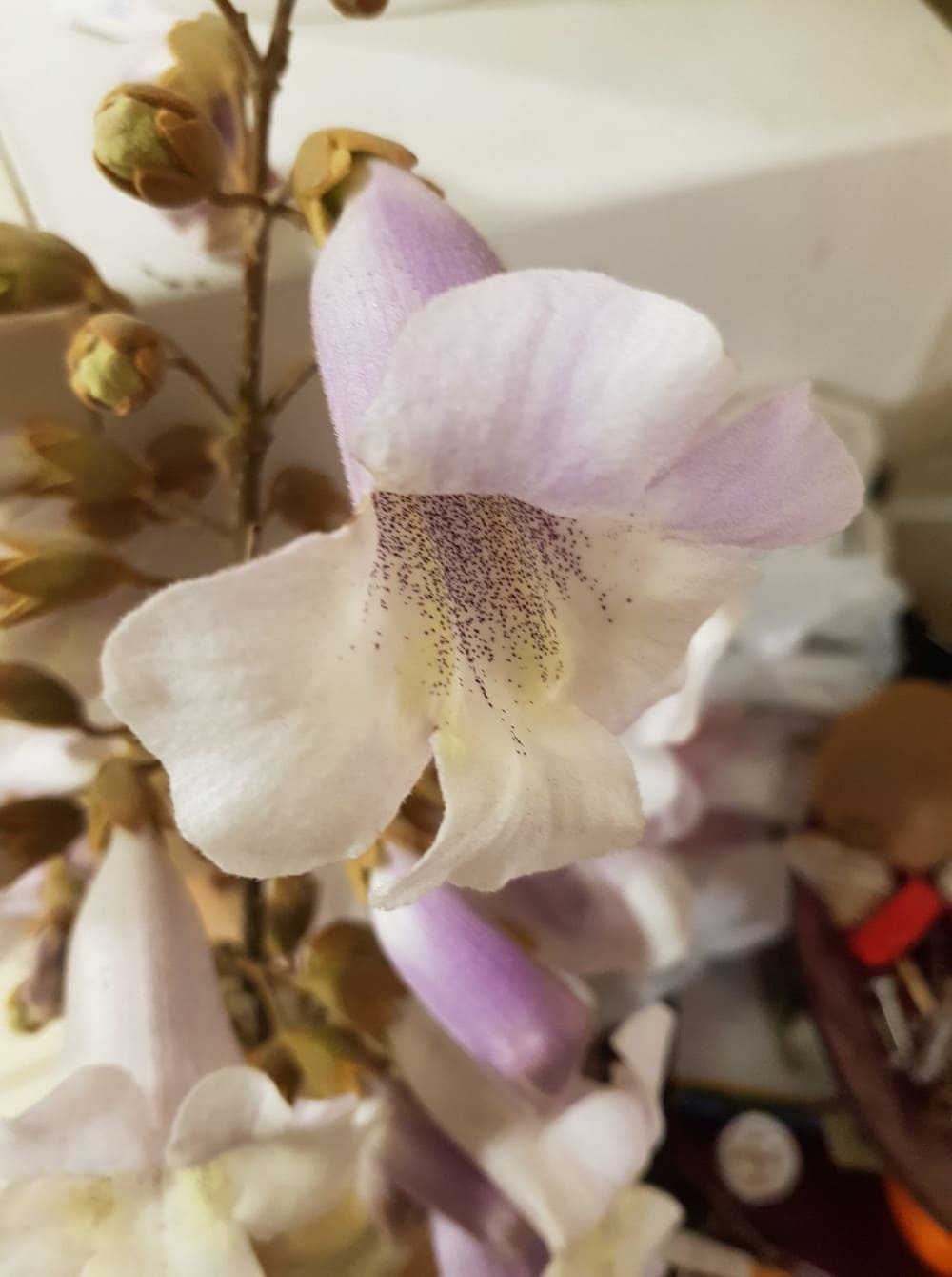 flori de Paulownia